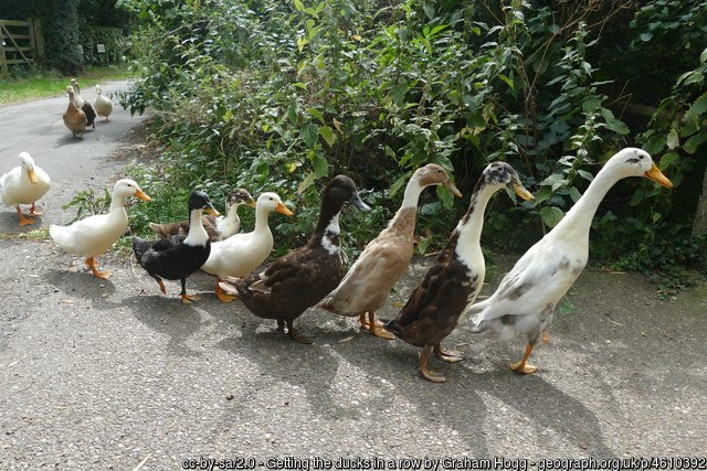 Some Ducks in a Row